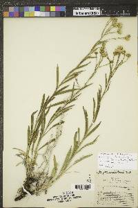 Solidago ptarmicoides image