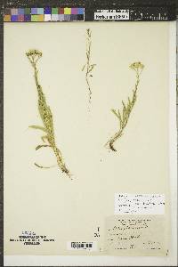 Solidago ptarmicoides image