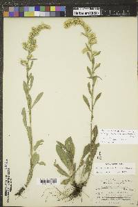 Solidago nemoralis subsp. nemoralis image