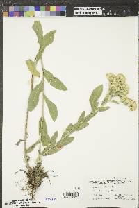 Solidago rigida image