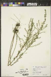 Artemisia dracunculus image