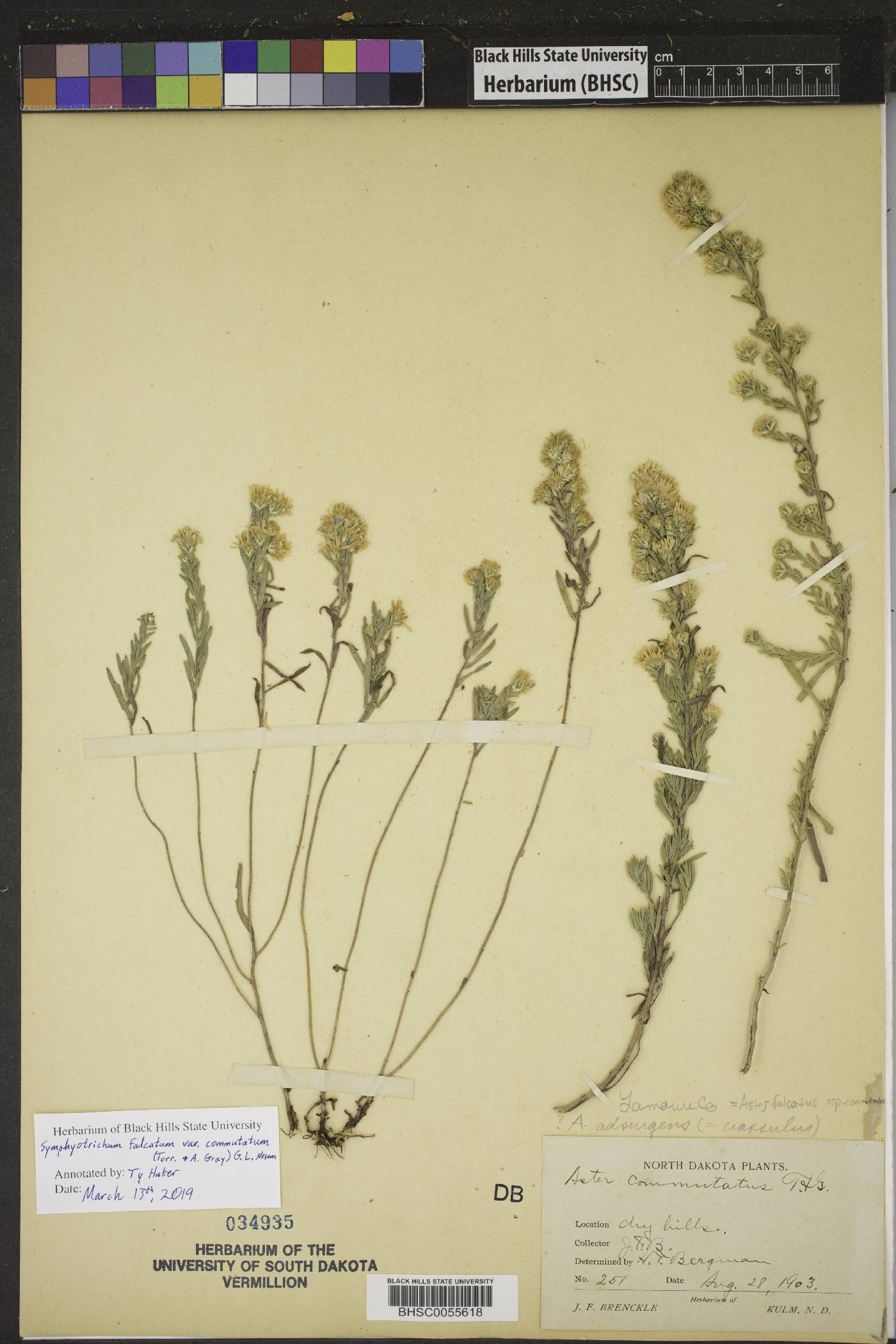 Symphyotrichum falcatum subsp. commutatum image