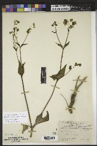 Mirabilis nyctaginea image