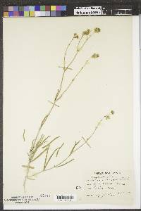 Mirabilis linearis image