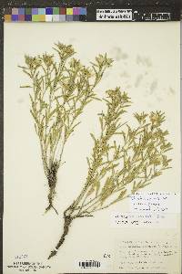 Oenothera serrulata image