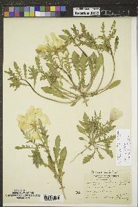 Oenothera albicaulis image