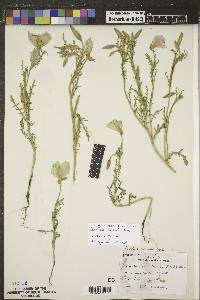 Oenothera albicaulis image