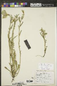 Oenothera albicaulis image