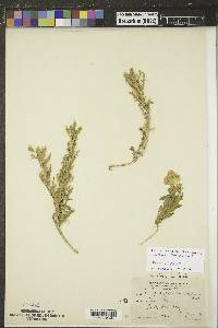 Oenothera albicaulis image