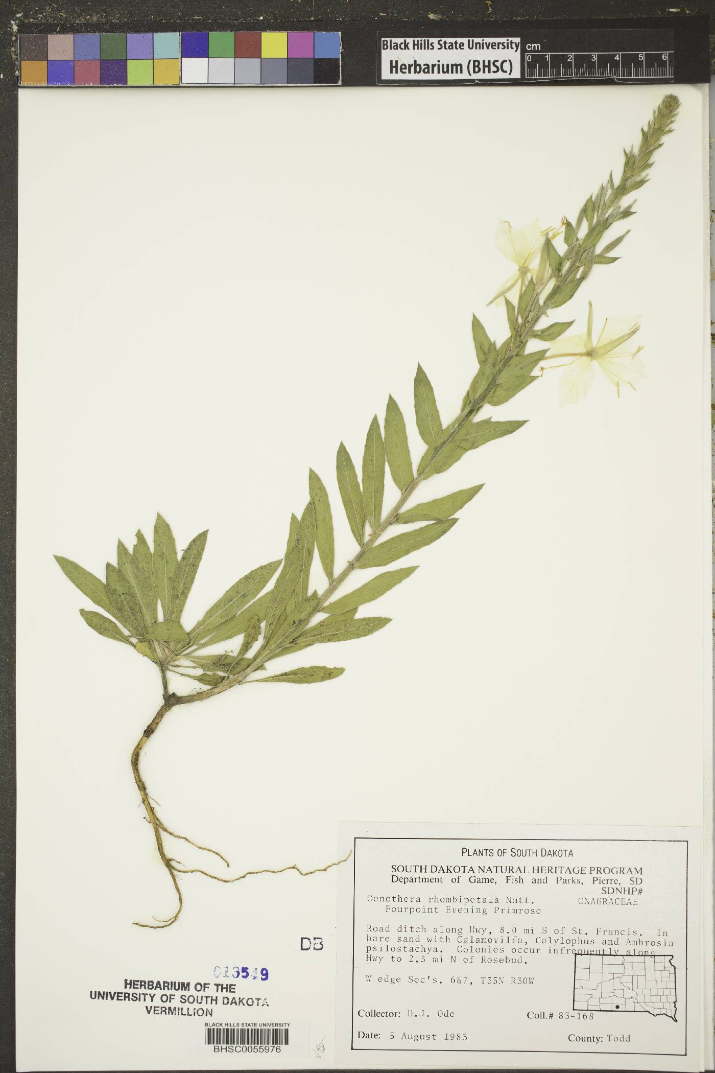 Oenothera rhombipetala image