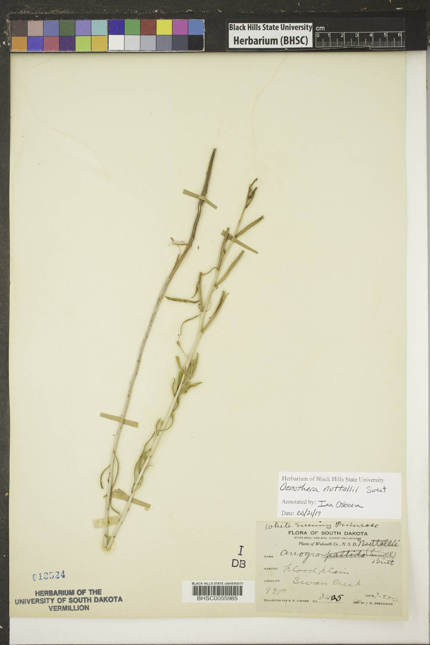 Oenothera nuttallii image