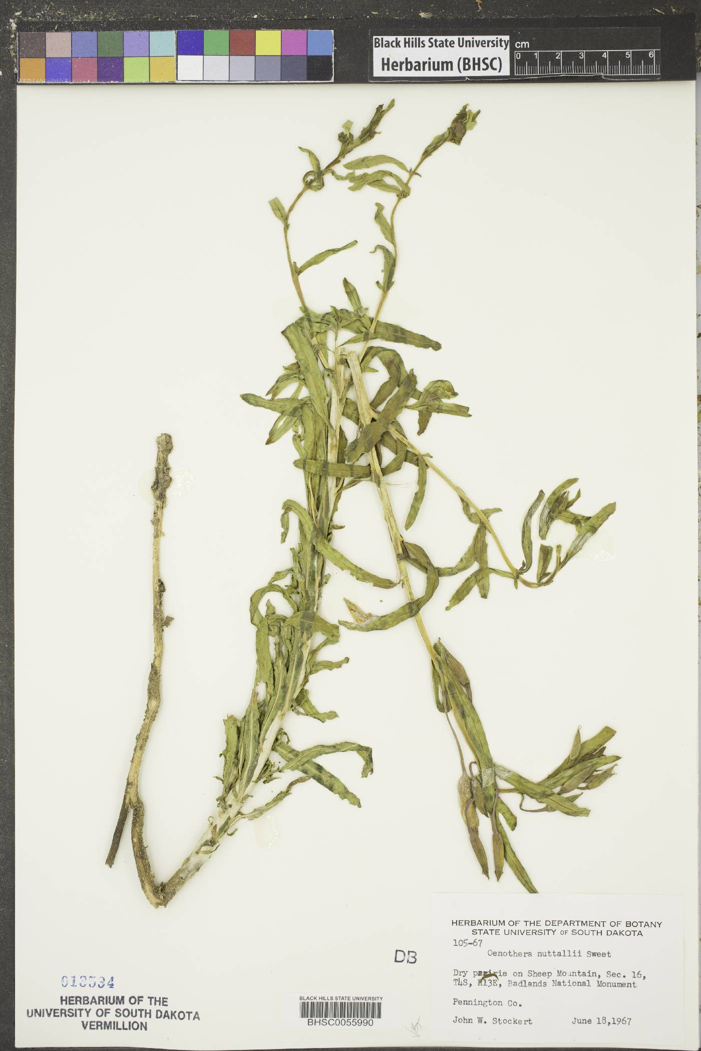 Oenothera nuttallii image