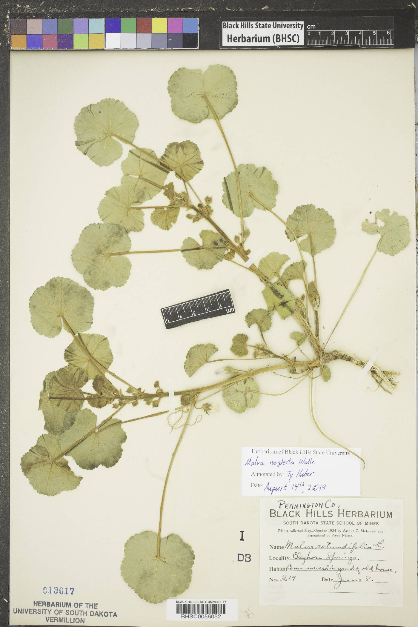 Malva pusilla image