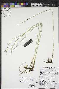 Juncus balticus subsp. littoralis image