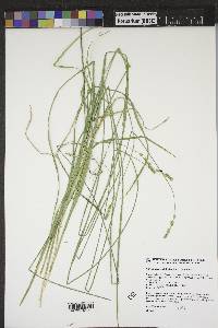 Carex occidentalis image