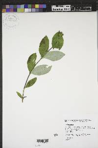 Lonicera dioica image