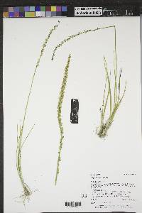 Triglochin maritima image