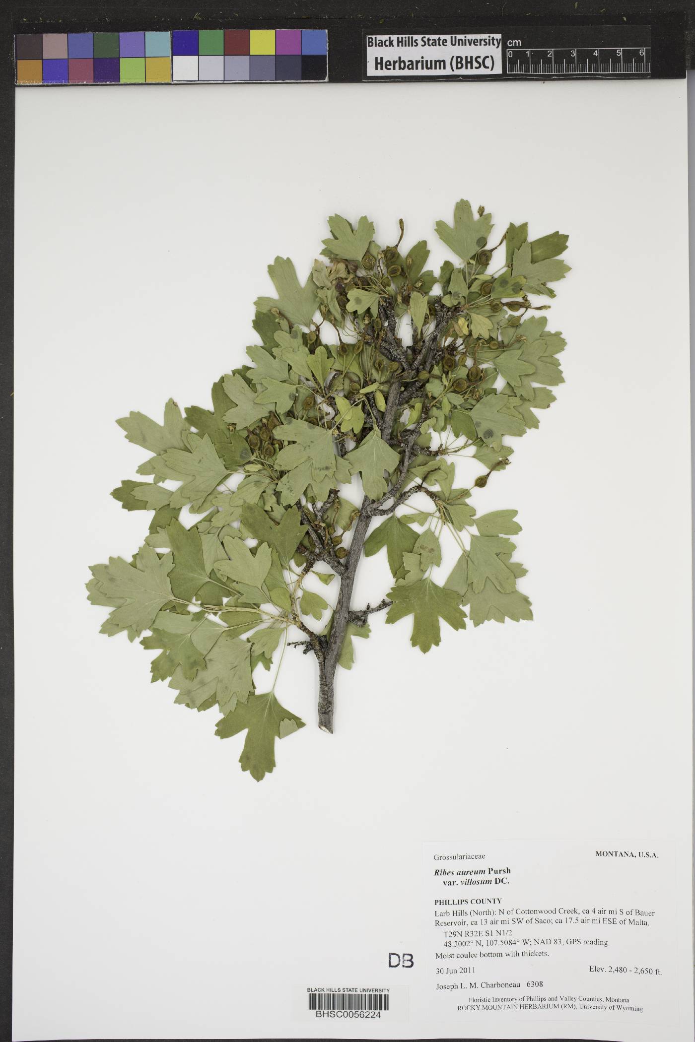 Ribes aureum var. villosum image