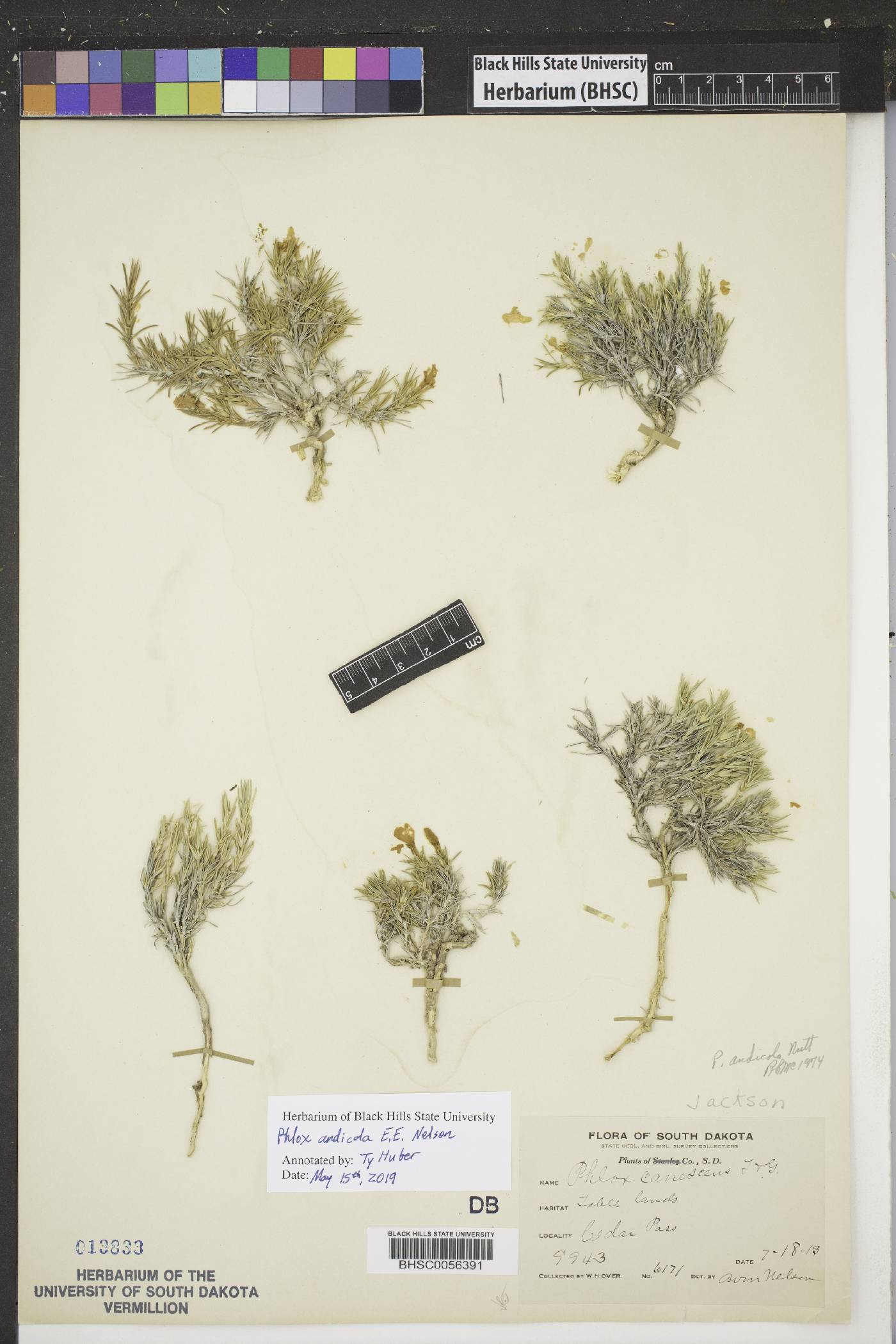 Phlox andicola image