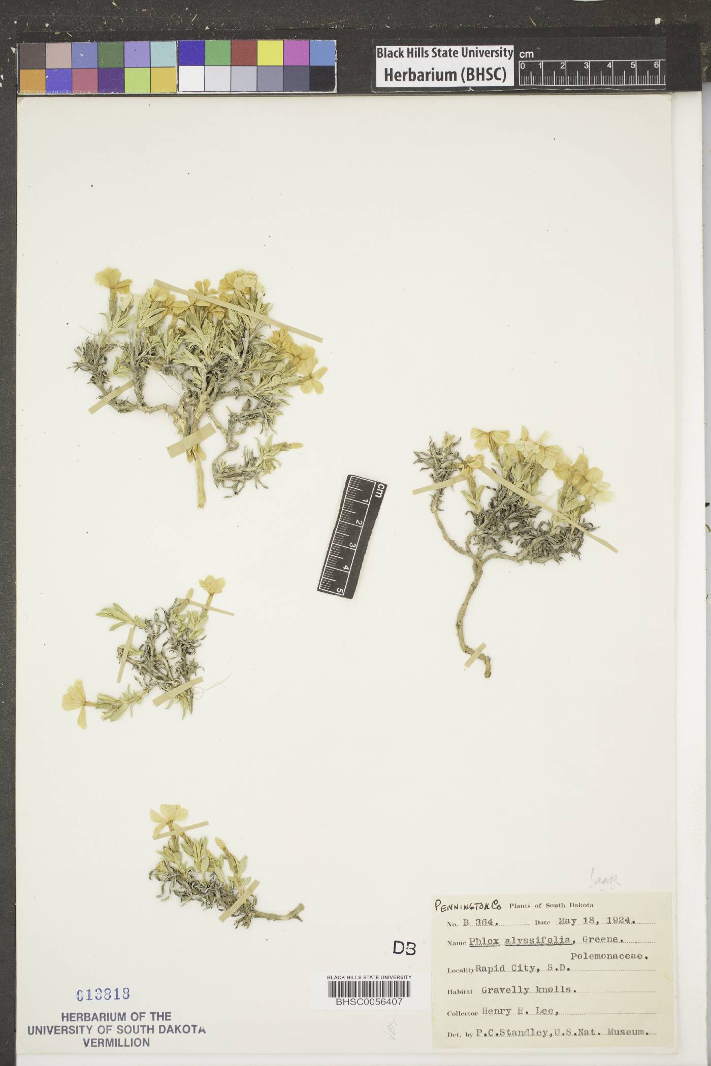 Phlox alyssifolia image