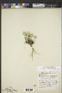 Ipomopsis congesta subsp. pseudotypica image