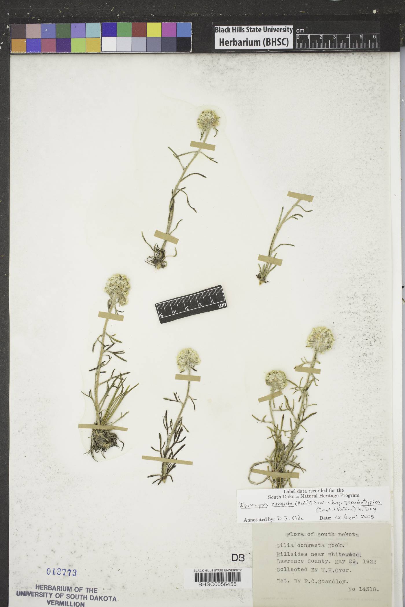 Ipomopsis congesta subsp. pseudotypica image