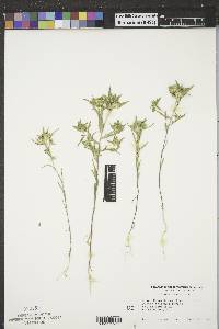 Collomia linearis image