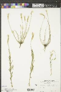 Polygala alba image