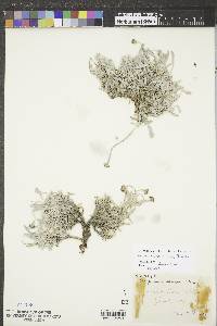 Eriogonum pauciflorum image