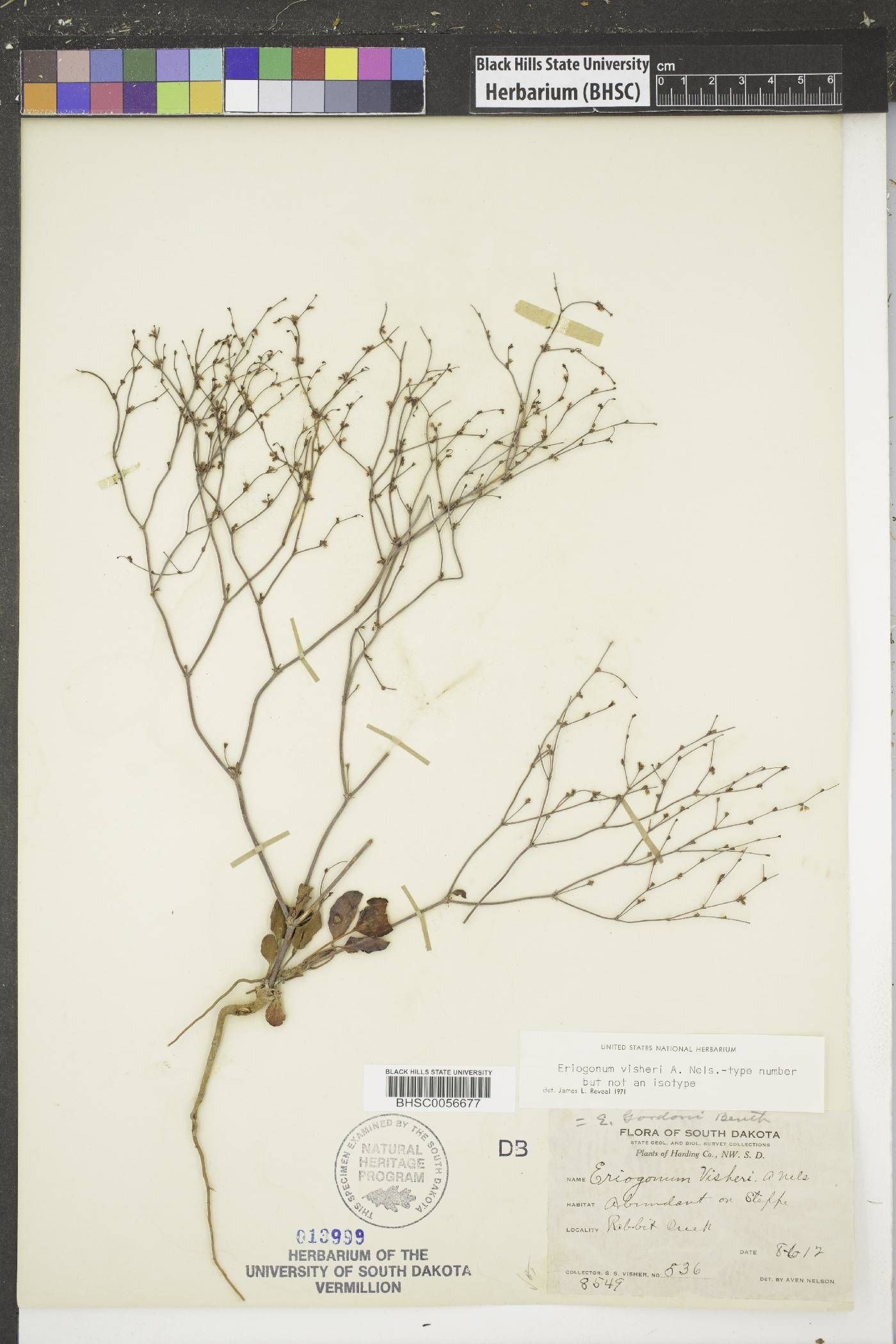 Eriogonum visheri image