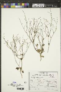 Eriogonum visheri image