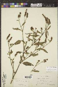 Persicaria bicornis image