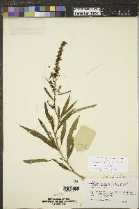 Rumex salicifolius image