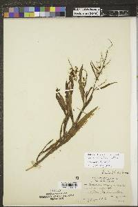 Rumex salicifolius image