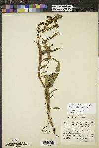 Rumex salicifolius image