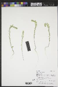 Alyssum alyssoides image