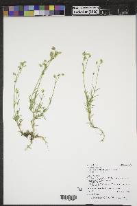 Cerastium arvense subsp. strictum image