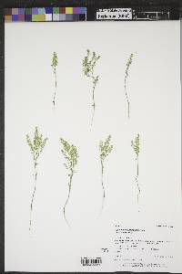 Lepidium densiflorum image