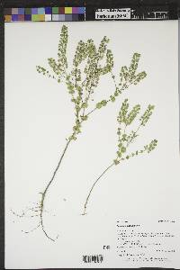 Lepidium perfoliatum image