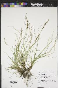 Carex richardsonii image