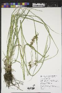 Scirpus atrocinctus image