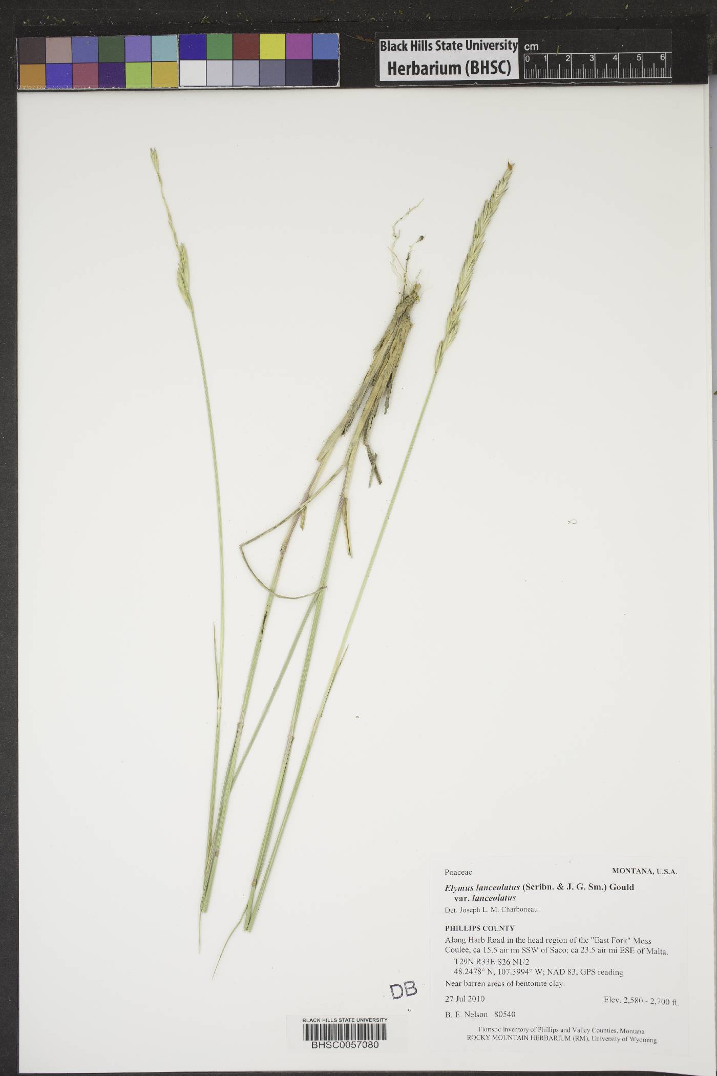 Elymus lanceolatus subsp. lanceolatus image