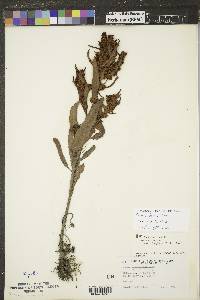 Rumex fueginus image