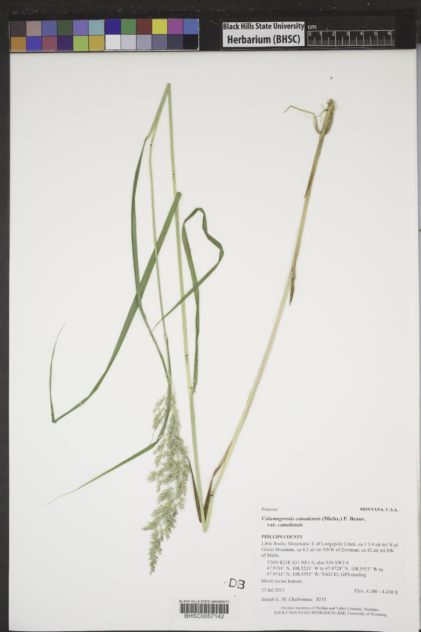 Calamagrostis canadensis subsp. canadensis image