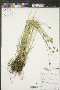 Carex hoodii image