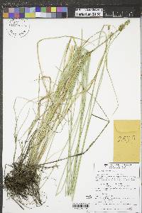 Carex hoodii image