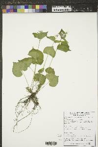 Viola canadensis var. rugulosa image