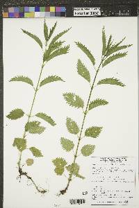 Urtica gracilis image