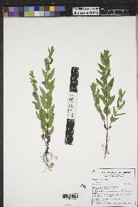 Scutellaria galericulata image