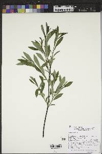 Salix petiolaris image